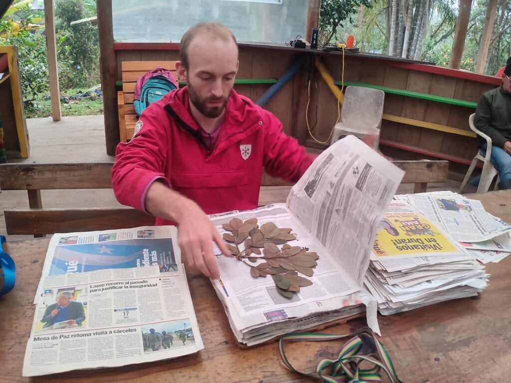 Samples of Lauraceae plants collected at Los Cedros Scientific Station by botanist Tom Wells, as he sets leaves and stems in between pages of newspaper.