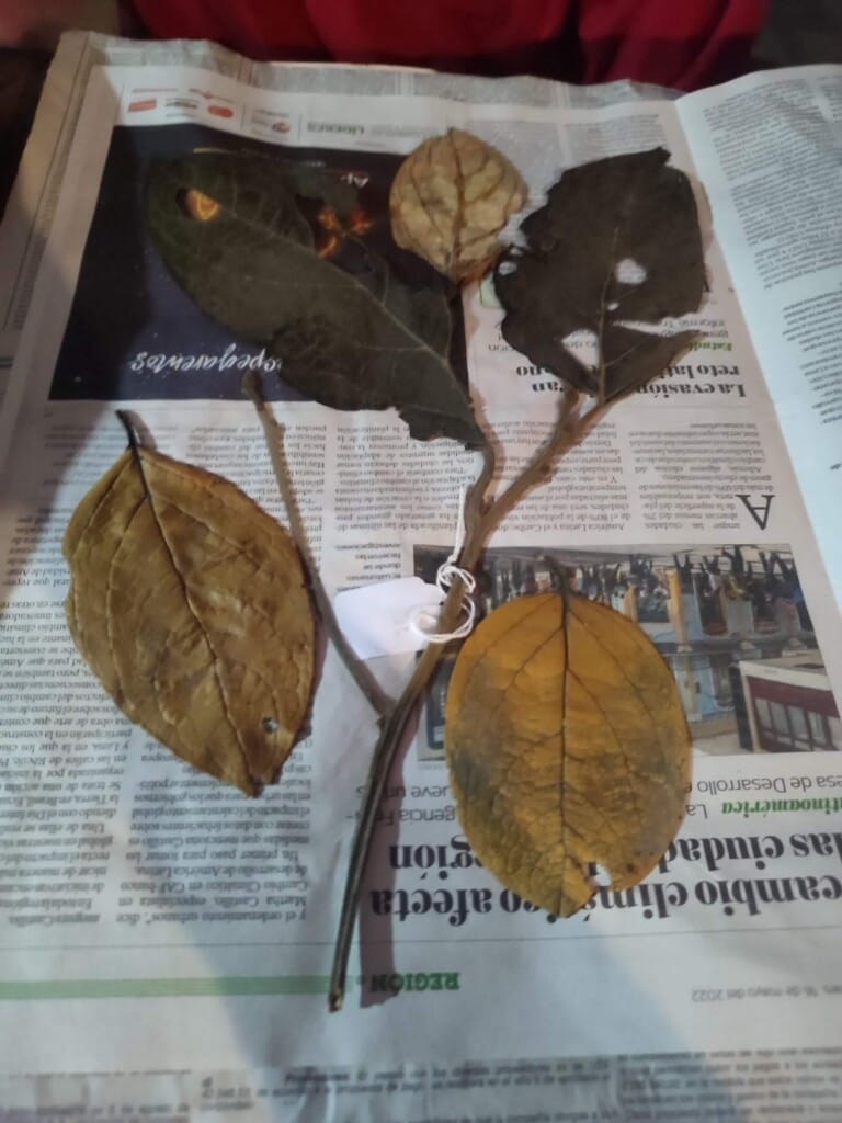 Samples of Lauraceae plants collected at Los Cedros Scientific Station by botanist Tom Wells. The leaves and stems are set atop newspaper.