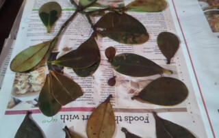Samples of Lauraceae plants collected at Los Cedros Scientific Station by botanist Tom Wells.