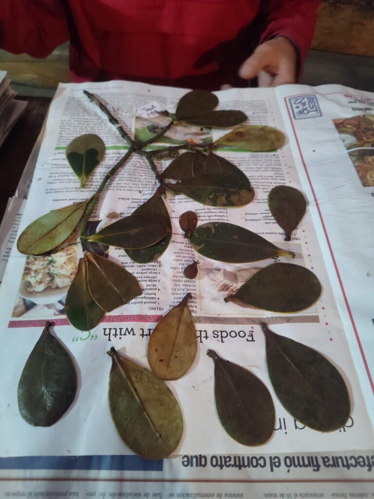 Samples of Lauraceae plants collected at Los Cedros Scientific Station by botanist Tom Wells.